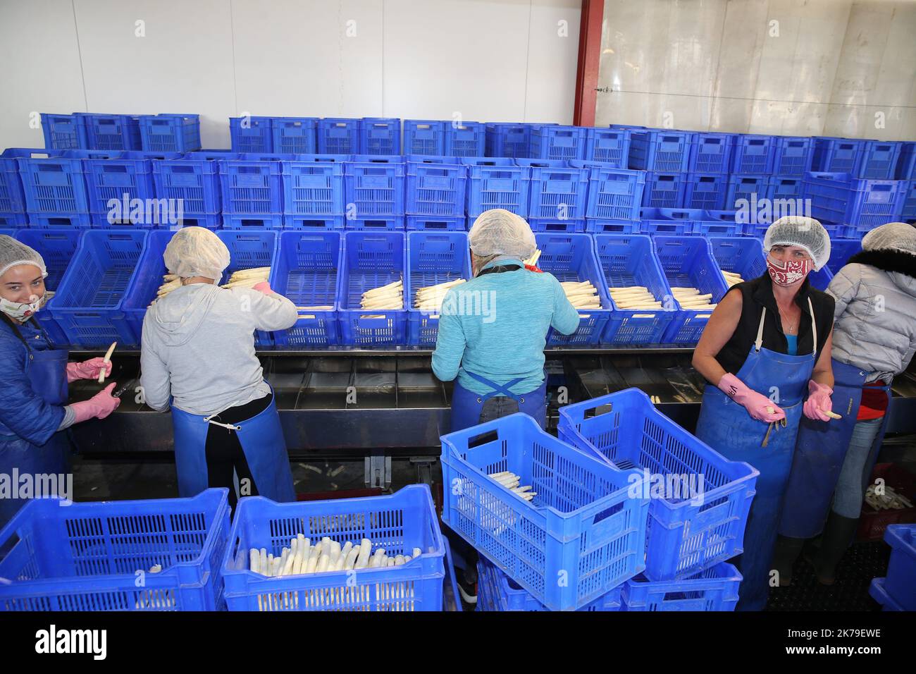 Asparagus season in Alsace. Haenni Farm in Raedersheim Stock Photo Alamy