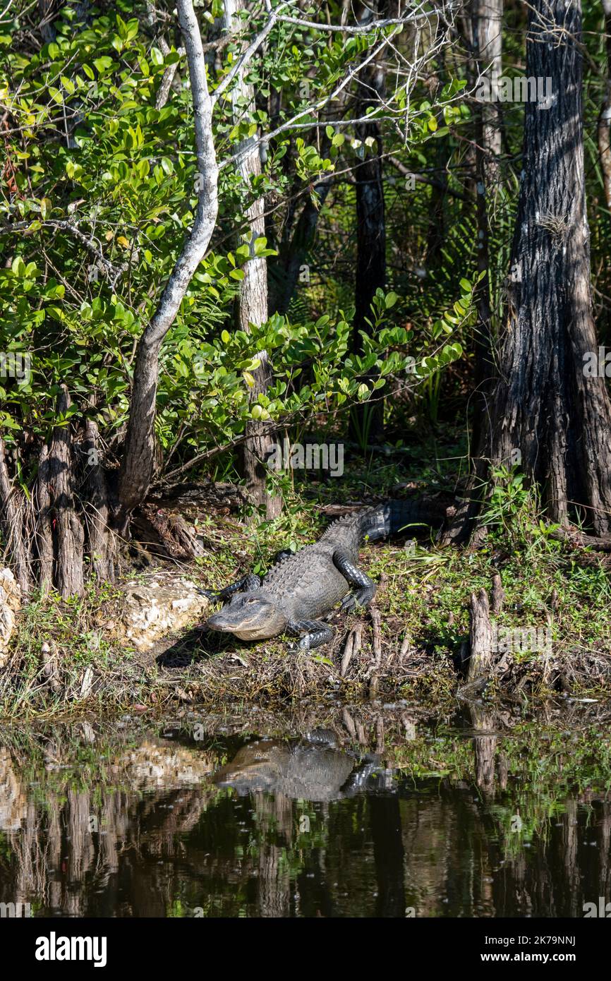 Ochopee, Florida. American Alligator "Alligator mississippiensis" sunning on the shore of a