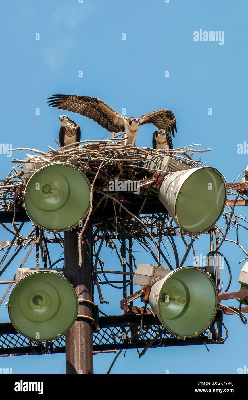 Roseville, Minnesota. A pair of baby Osprey's , Pandion haliaetus with adult female in the nest. One testing his wings to get ready for fledging soon. Stock Photo