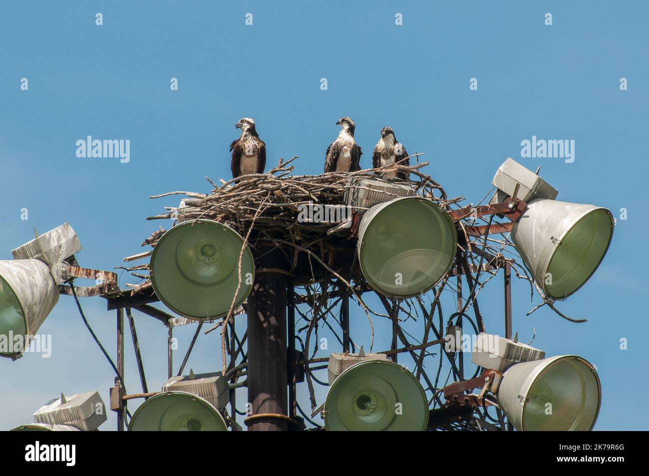 Roseville, Minnesota. A pair of baby Osprey's , Pandion haliaetus with adult female in the nest. Stock Photo