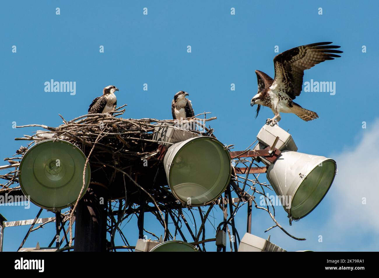 Roseville, Minnesota. A pair of baby Osprey's , Pandion haliaetus watch as the female lands on the nest. Stock Photo