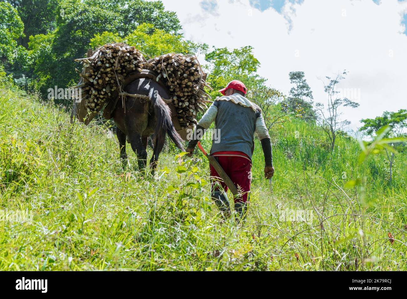 muleteer in the paisa region of colombia carrying a load of sugar cane with his mule up a mountain to reach the sugar mill. concept of peasant work. Stock Photo