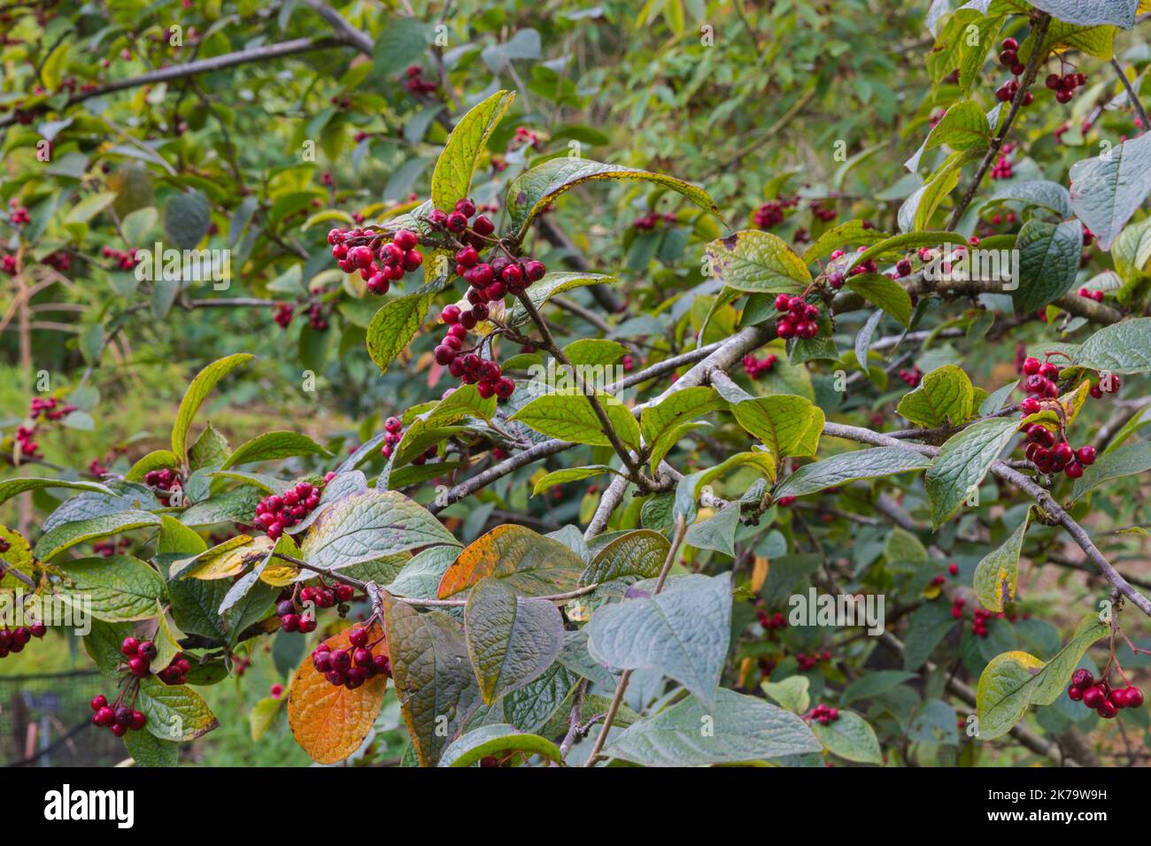Deep red berries and textured leaves of the hollyberry cotoneaster Stock Photo