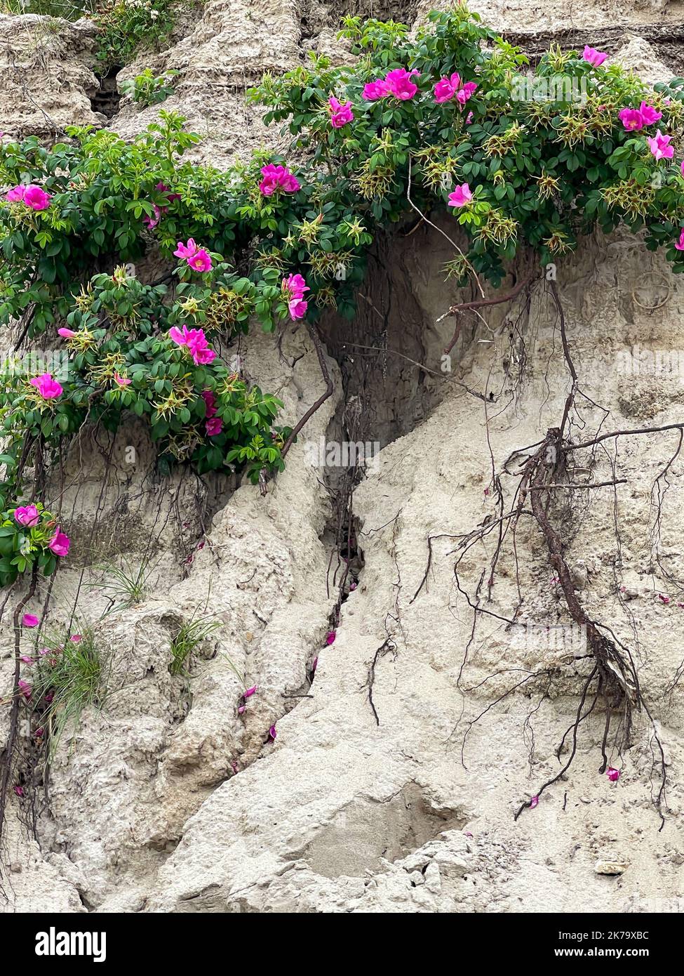 Flowers on rocky slope hi-res stock photography and images - Alamy