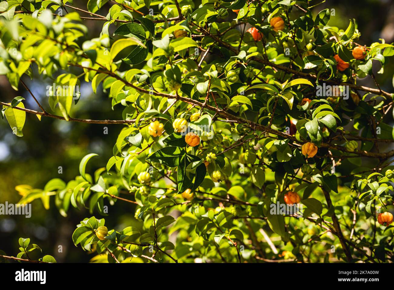 pitangueira, fruit tree or shrub, native to the Atlantic Forest and known mainly for its sweet fruits. Brazilian cherry, fruit from Brazil Stock Photo