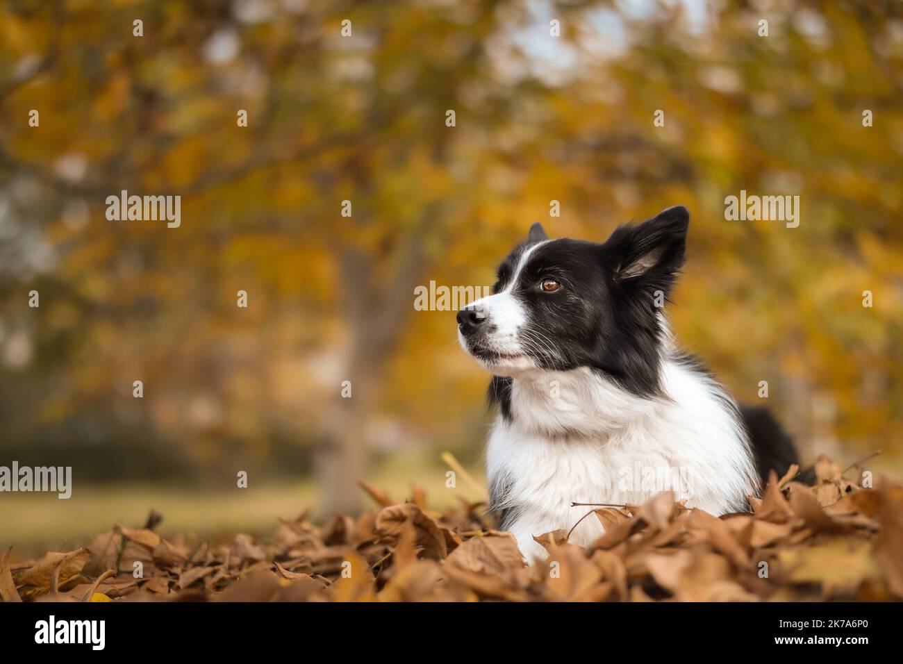 Sweet Border Collie Lies Down in Fallen Leaves in the Park. Shallow Depth of Field of Cute Black and White Dog in Autumn Nature in October. Stock Photo