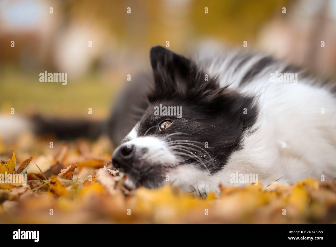 Cute Border Collie Lies Down on Autumn Leaves. Adorable Black and White Dog on Colorful Ground during Fall Season. Stock Photo