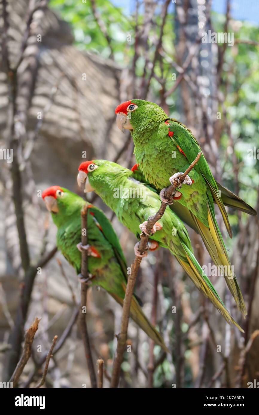 Three Cordilleran Parakeet Sitting on Twig in Zoo. Psittacara Frontatus is a Long-Tailed South American Species of Parrot. Bird in Zoological Garden. Stock Photo
