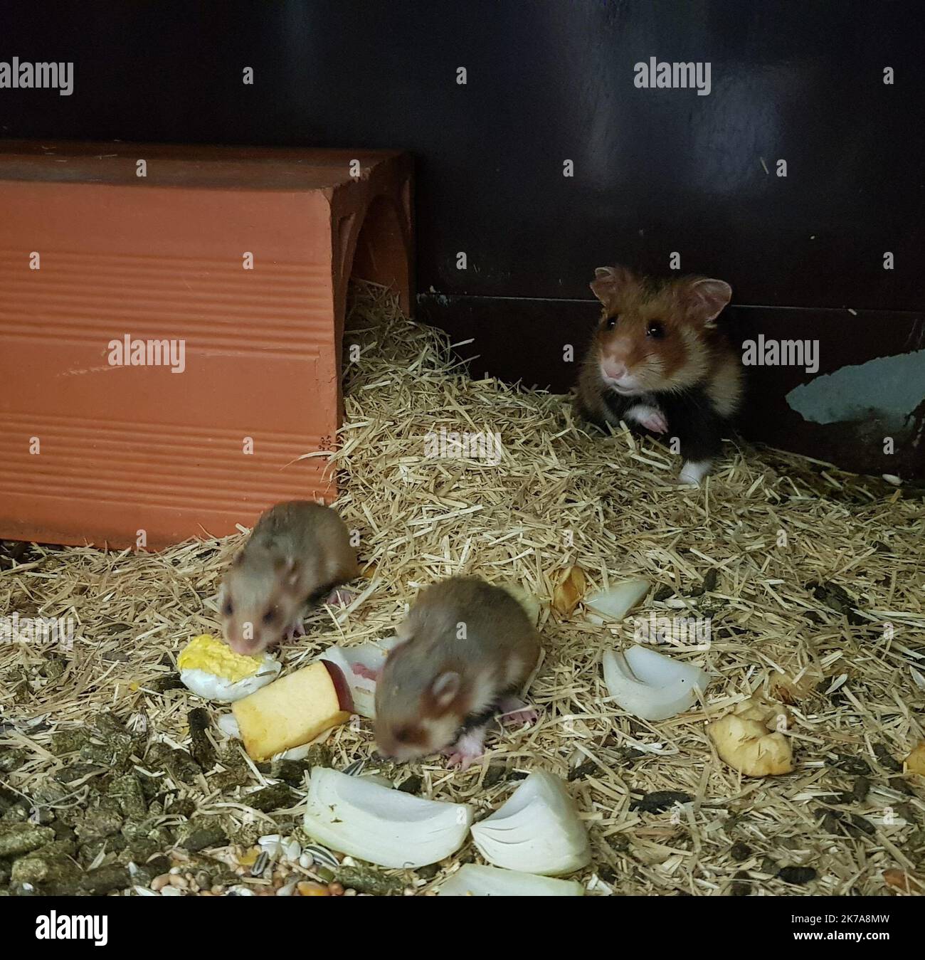 ©PHOTOPQR/DNA/Gregoire GAUCHET ; Jungholtz ; 20/07/2020 ; l'elevage de grand hamster géré par Sauvegarde Faune Sauvage à Jungholtz Jungholtz, France, july 7th 2020 - The Alsace hamster classified as 'critically endangered' The Alsatian hamster was already on the International Union for the Conservation of Nature (IUCN) red list as 'endangered'. Despite local protection efforts, in the eyes of this organization, it is becoming “critical danger”.  Stock Photo