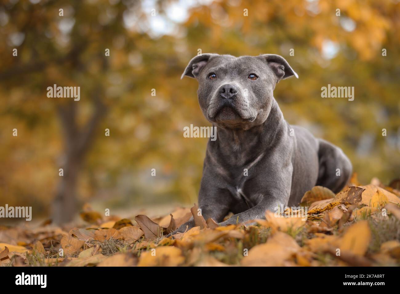 Autumn Portrait of Blue Staffy in Fallen Leaves. Shallow Depth of Field of English Staffordshire Bull Terrier Dog Lying Down in October Nature. Stock Photo