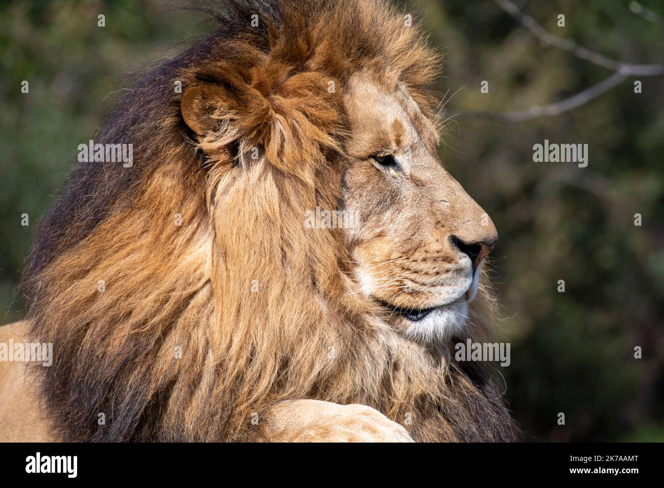African Lion (Panthera Leo Stock Photo - Alamy