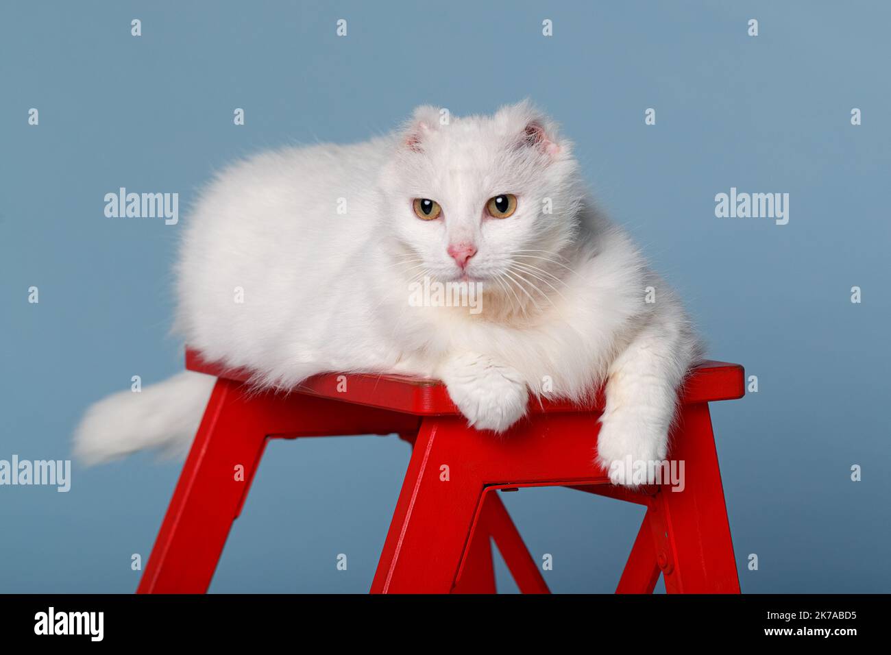A fluffy white cat is resting on a red stepladder. A special cat with amputated ears, she defeated cancer and found a family. Stock Photo