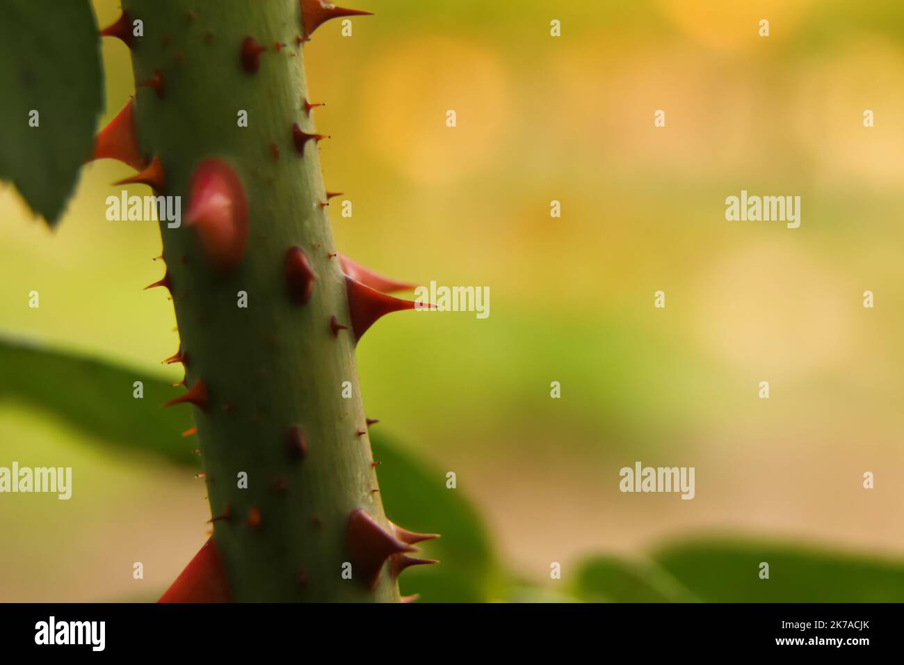 Defocus trimmed rose bush. Closeup part of thorn bush. Stem of rose