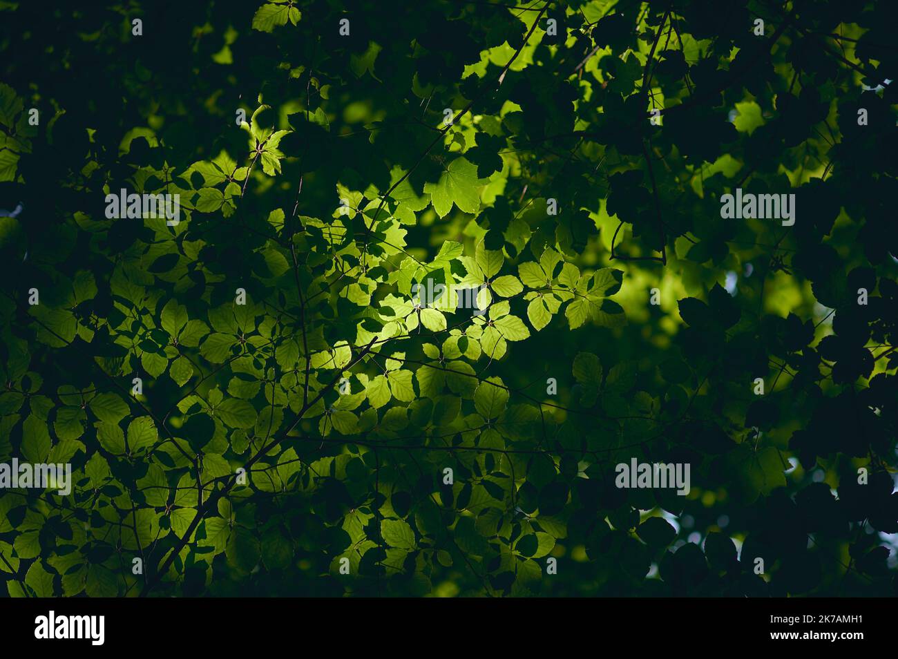 roof of leaves with sunshine. High quality photo Stock Photo - Alamy