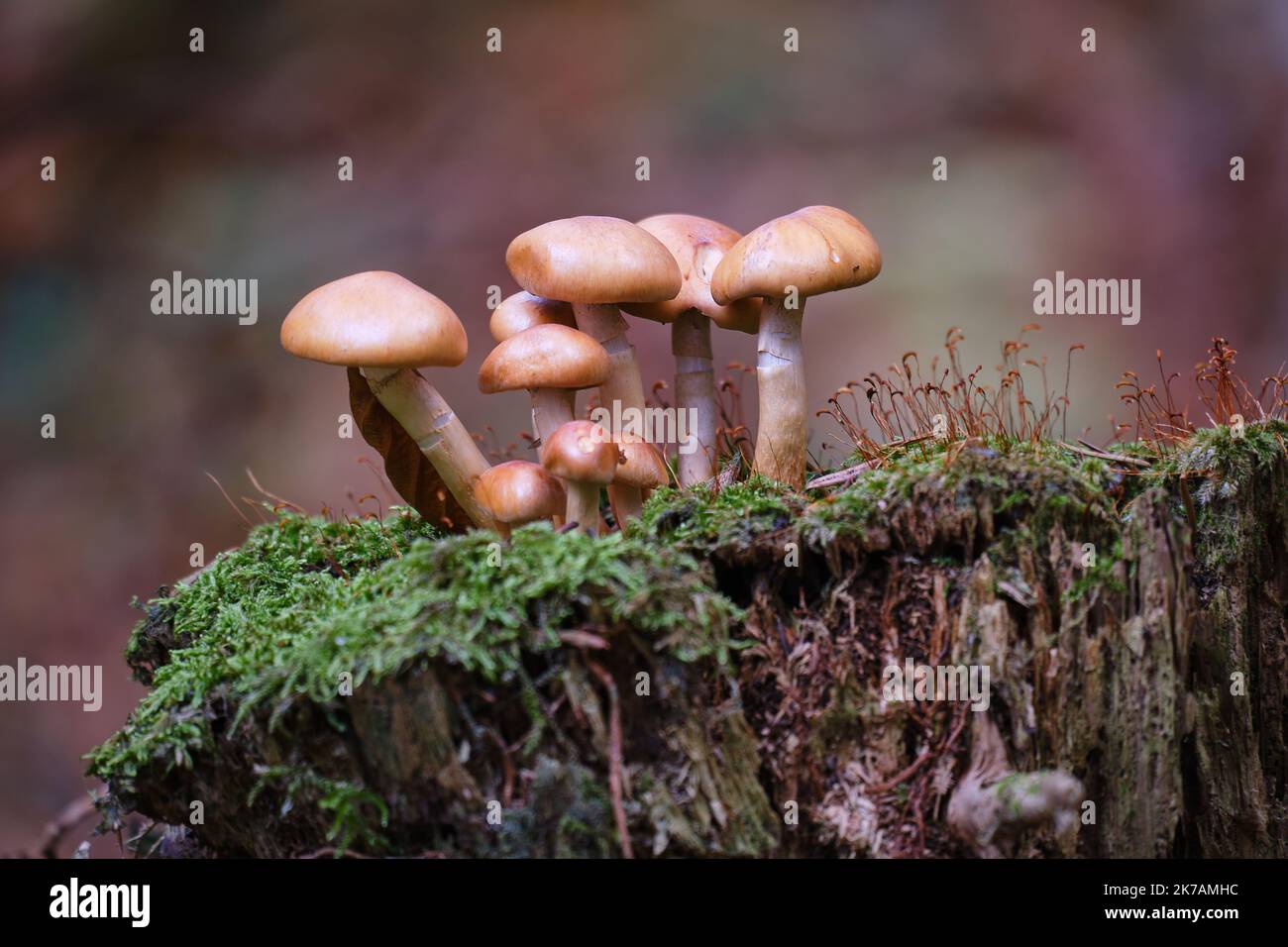 Mushrooms in the forest grow on a green mossy substrate Stock Photo - Alamy