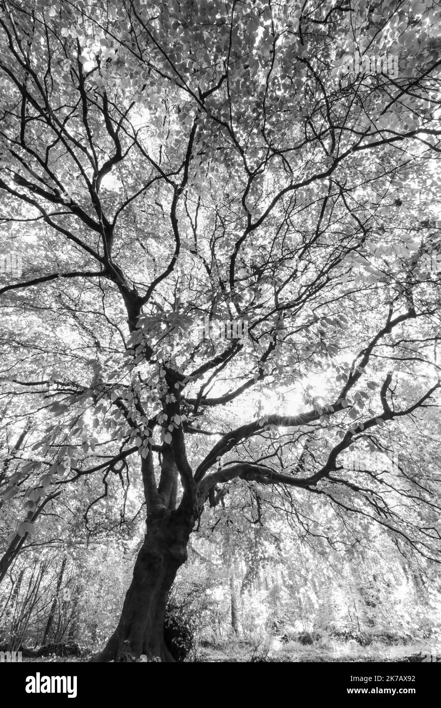 Beech Tree profile Stock Photo Alamy