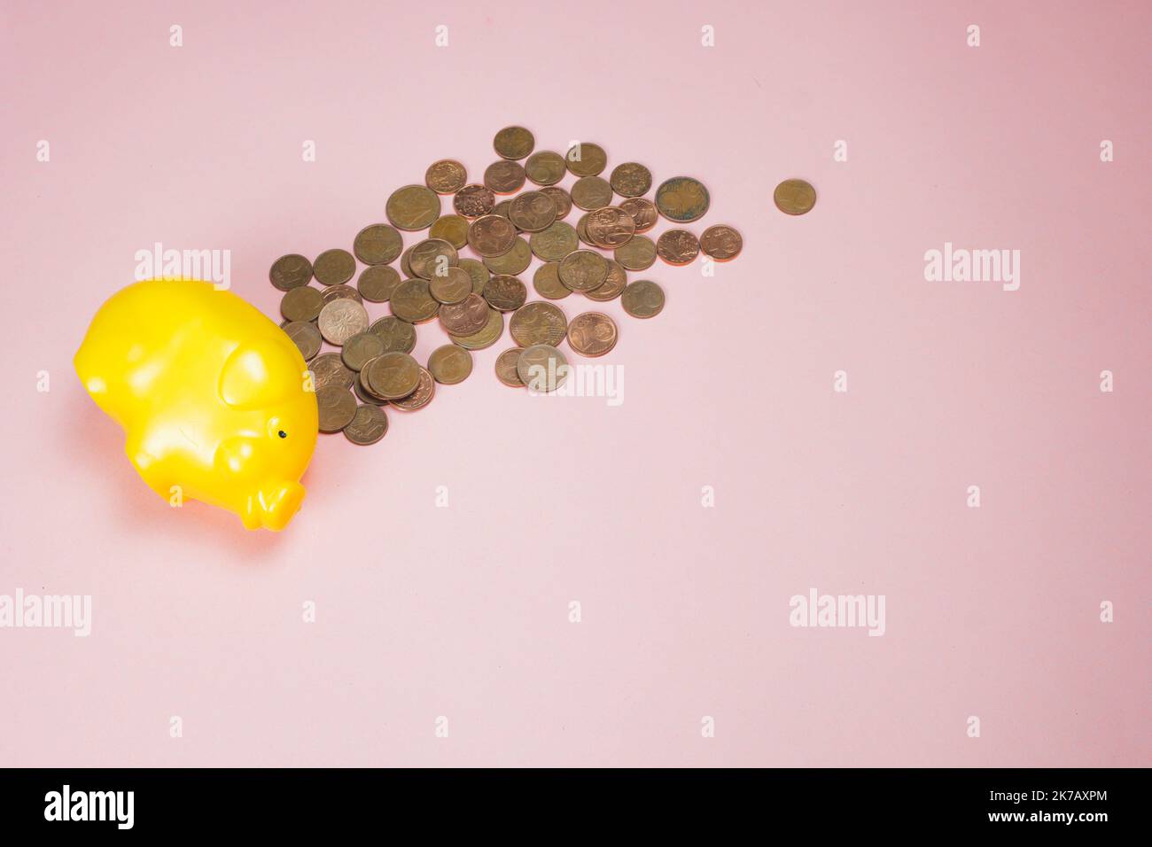 Yellow piggy bank on pink background with money withdrawn. Euro coins out of moneybox. Empty cash box as concept of earnings spending. Copy space. Stock Photo