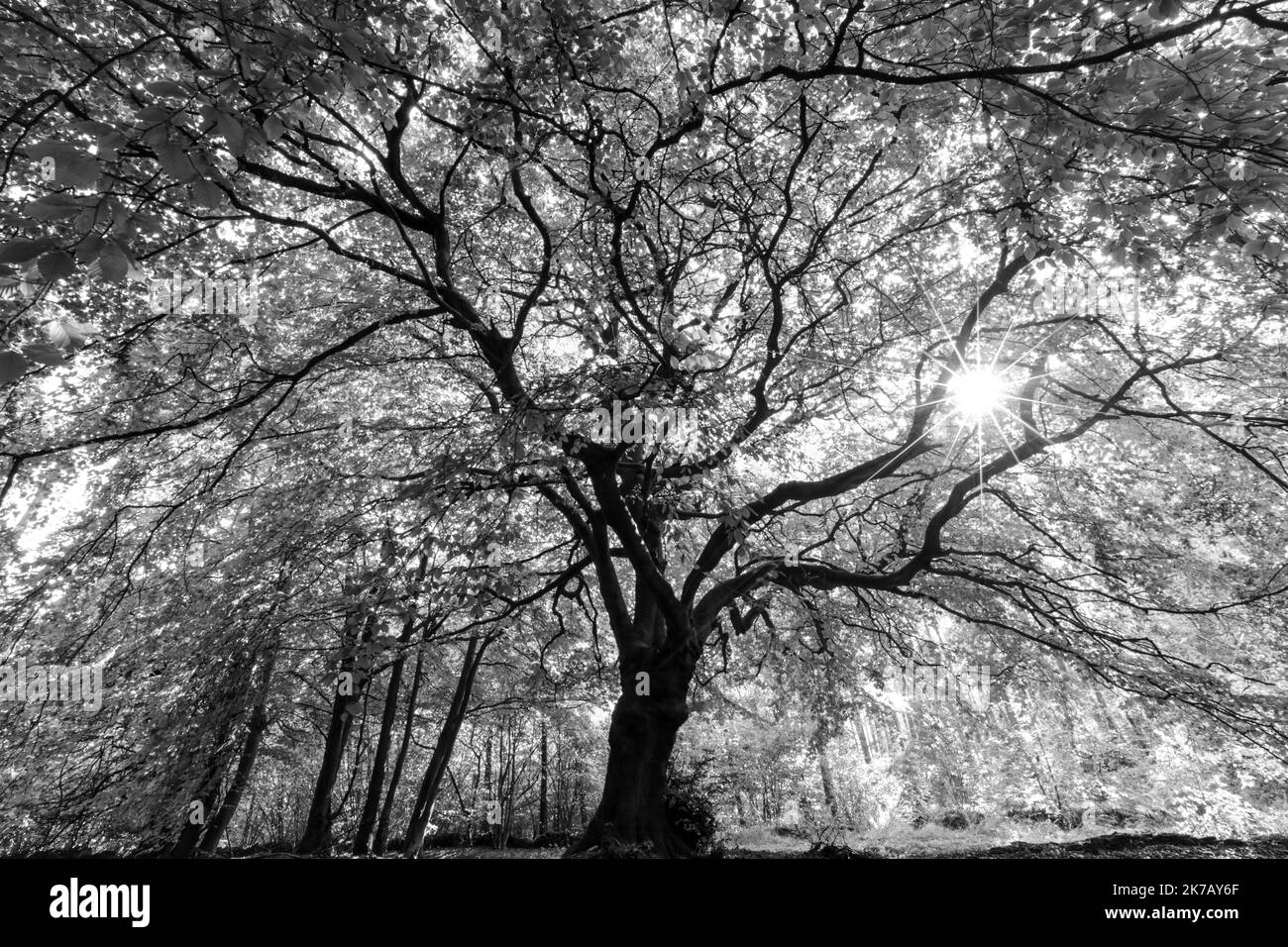 Beech tree trees branches leaves Black and White Stock Photos & Images ...