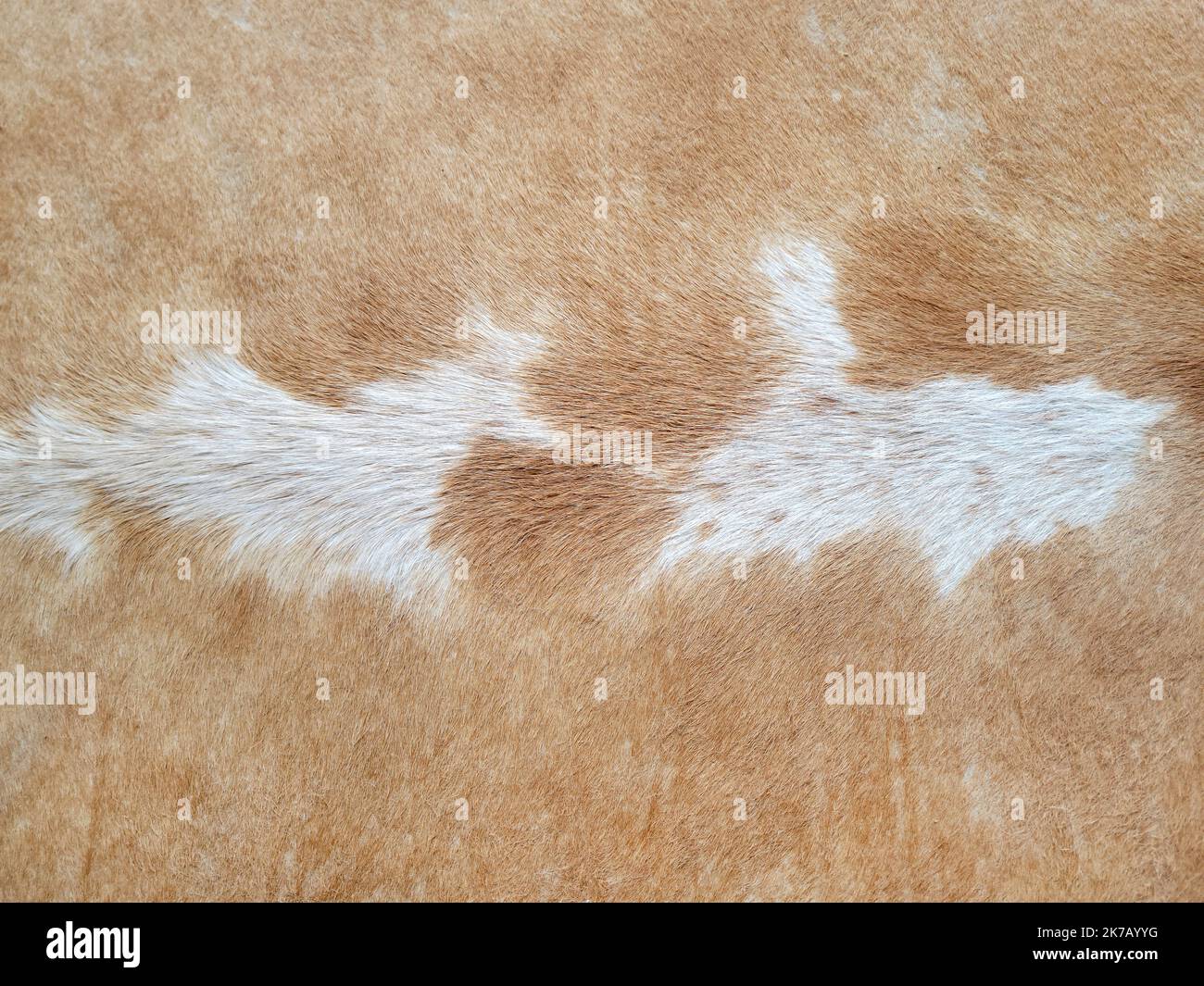 Closeup of brown and white cow hair Stock Photo