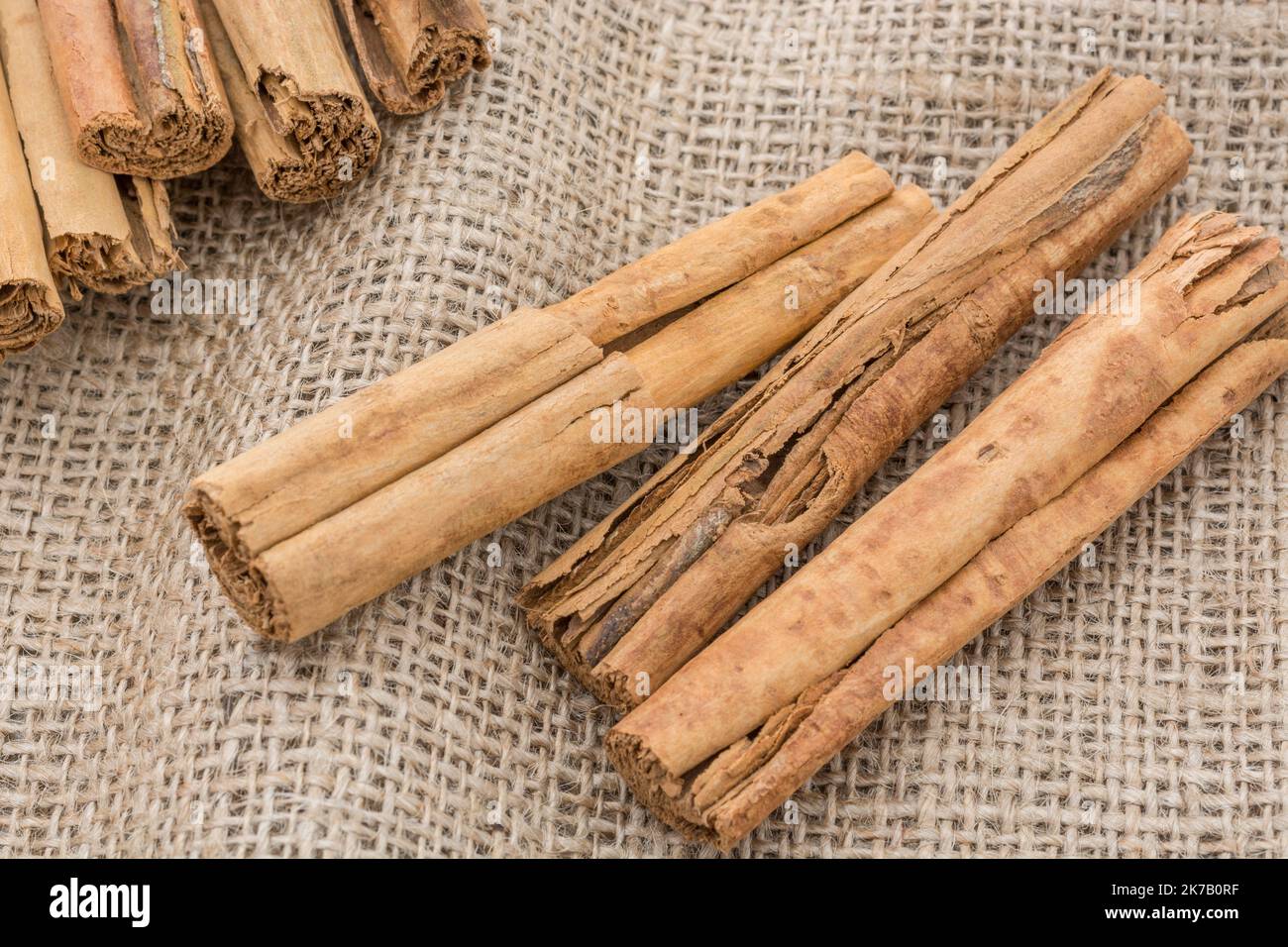 Curled bark of Cinnamon / Cinnamomum verum tree on hessian sack. Common
