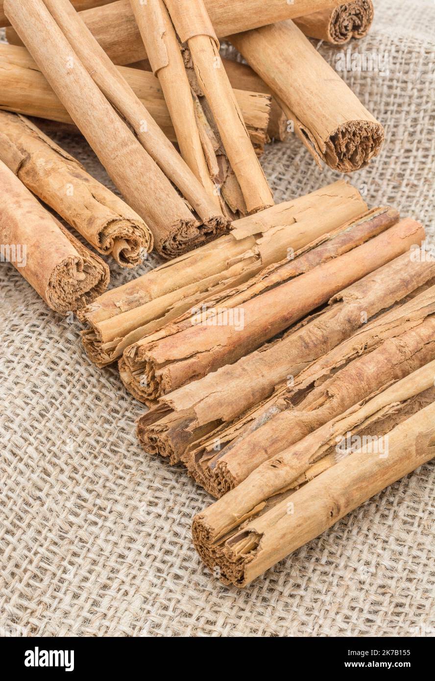 Curled bark of Cinnamon / Cinnamomum verum tree on hessian sack. Common