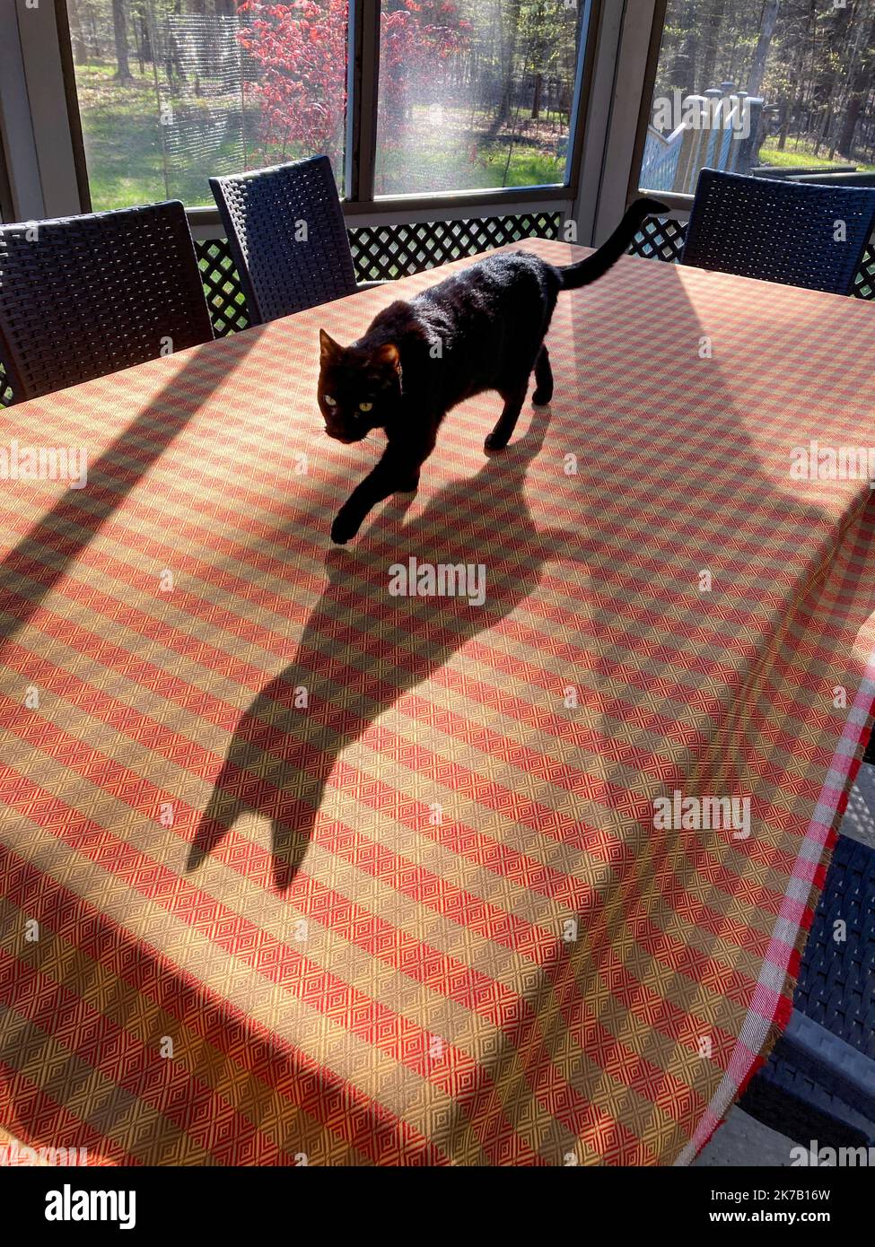black cat stalking on outdoor table Stock Photo - Alamy