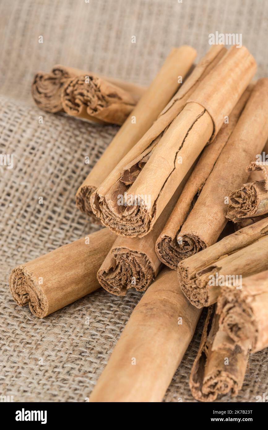 Curled bark of Cinnamon / Cinnamomum verum tree on hessian sack. Common