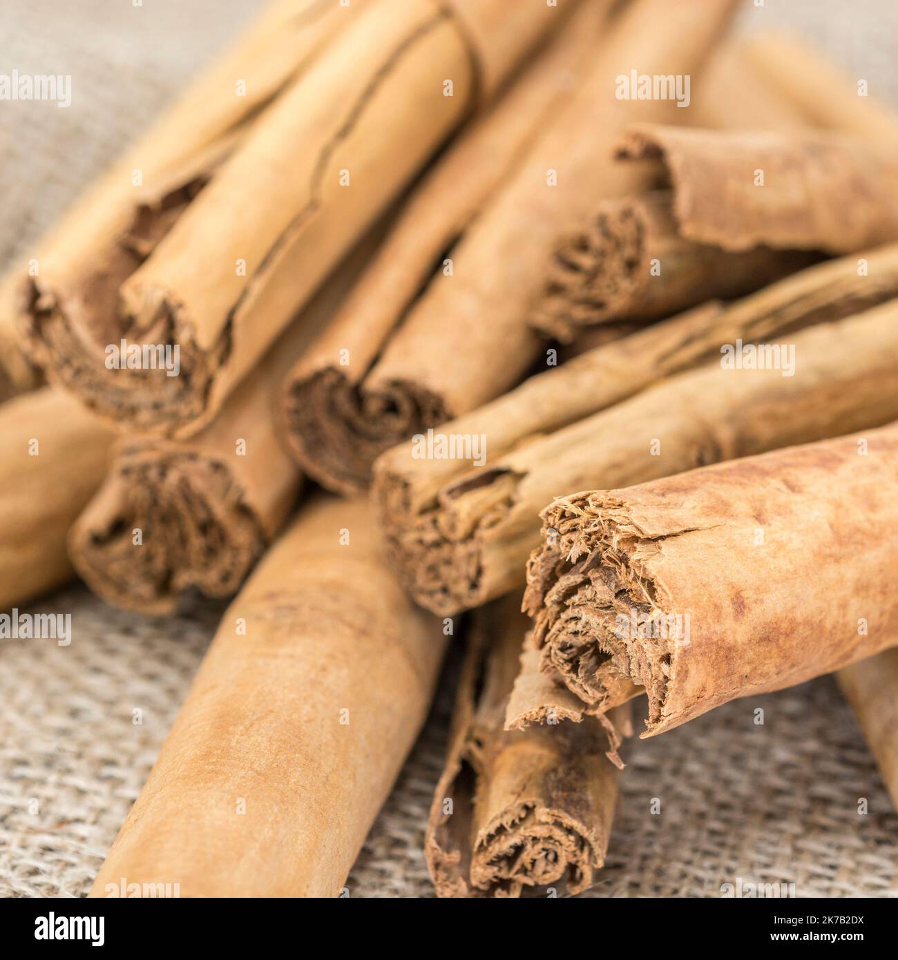 Curled bark of Cinnamon / Cinnamomum verum tree on hessian sack. Common