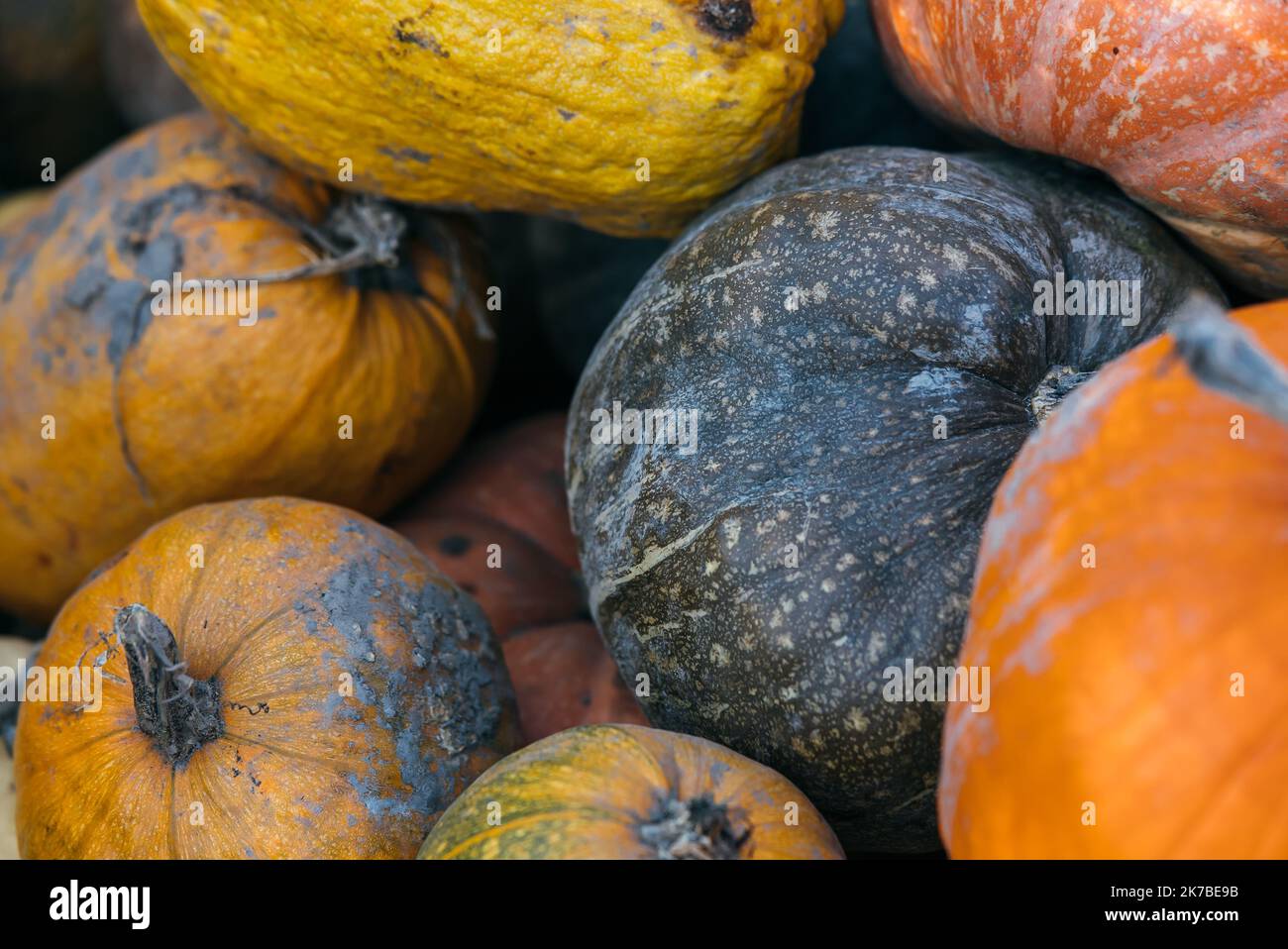 Diverse assortment of pumpkins in the market. Close view Stock Photo