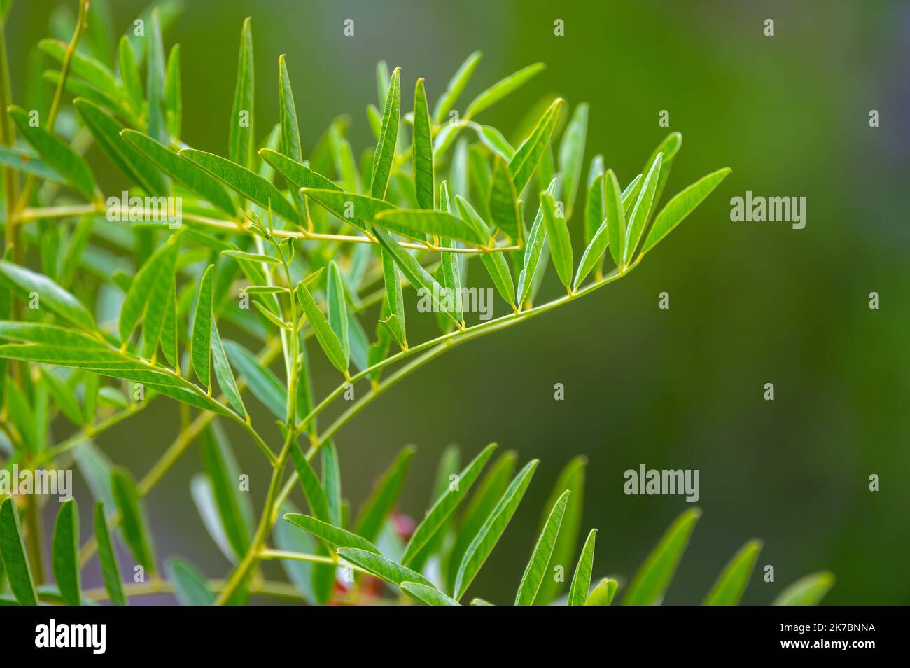 Botanical collection, Glycyrrhiza glabra or root liquorice medicinal