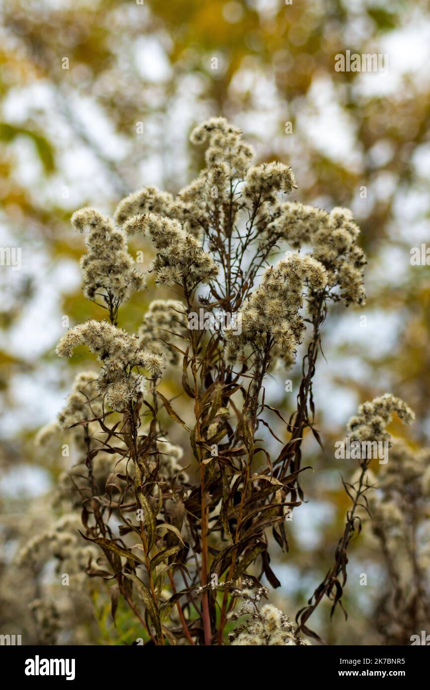 Pluchea camphorata, known as camphorweed or marsh-fleabane during autumn time Stock Photo
