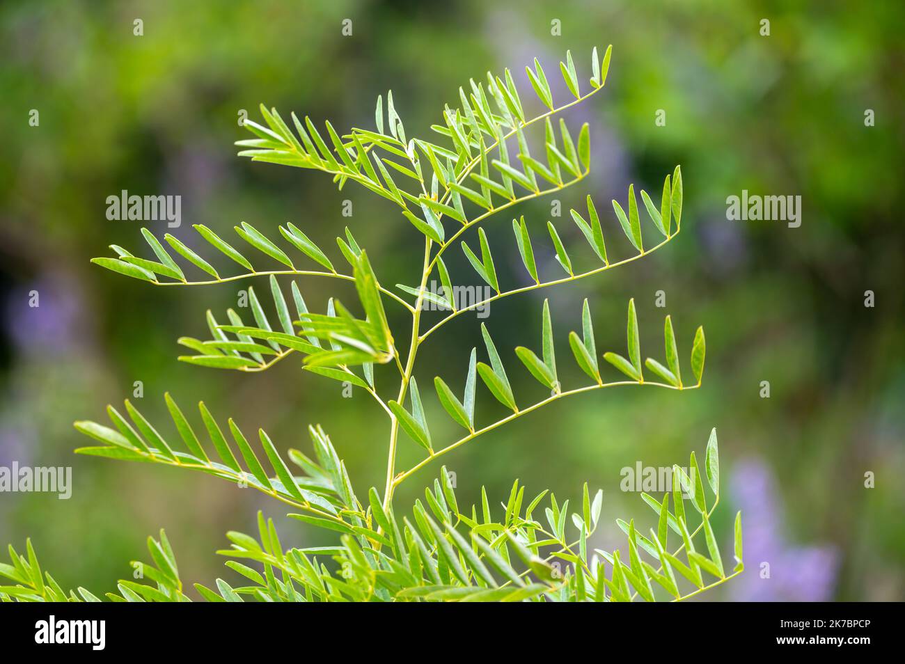 Botanical collection, Glycyrrhiza glabra or root liquorice medicinal