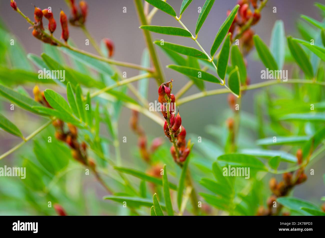 Botanical collection, Glycyrrhiza glabra or root liquorice medicinal