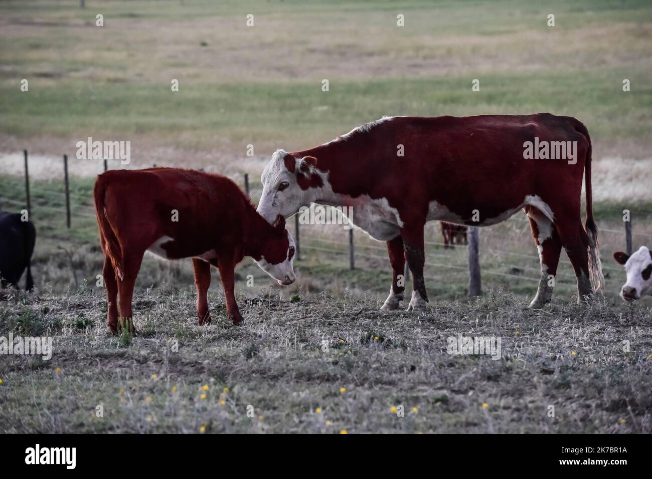 Cows raised with natural pastures, meat production in the Argentine ...
