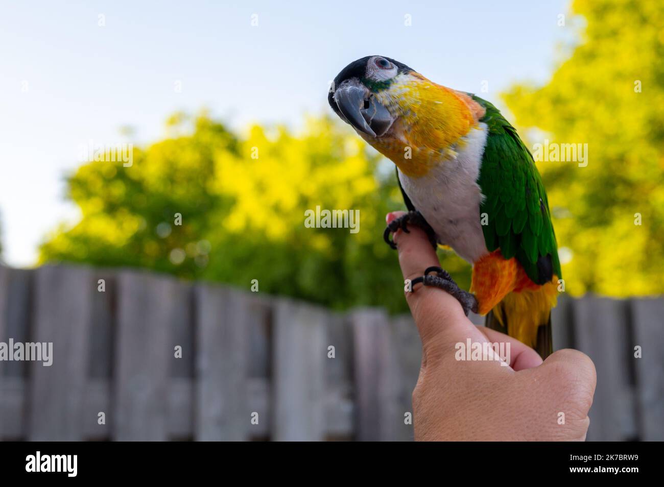 Small colorful Australian lory parrot sitting on hand outdoor Stock Photo