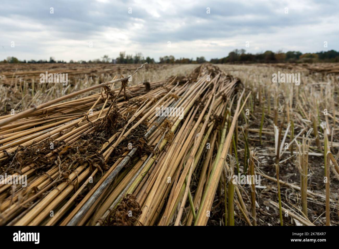 cutted down industrial hemp lying on field Stock Photo Alamy