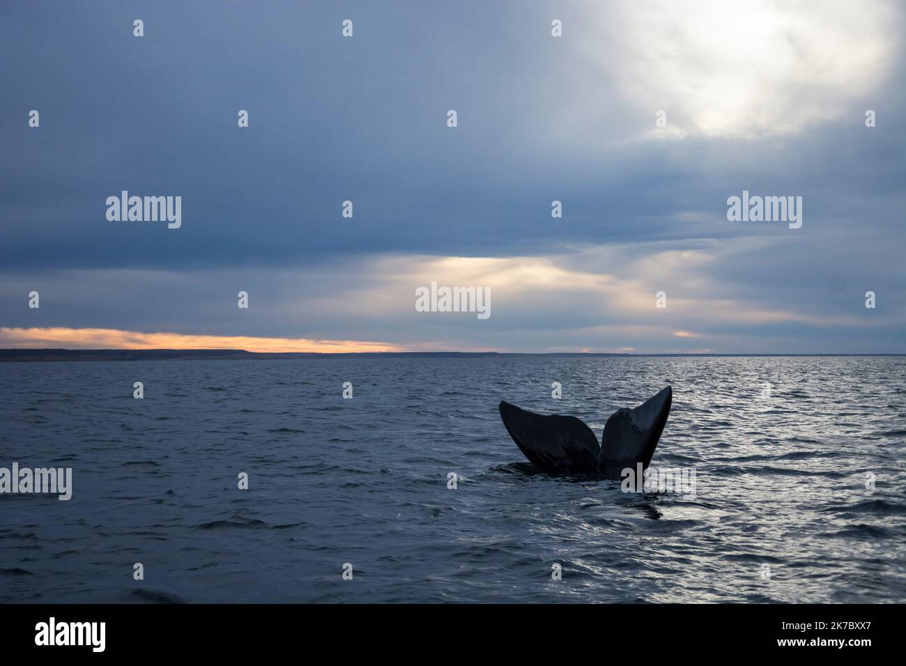 Southern Right whale tail, Puerto Madryn, Patagonia, Argentina Stock ...