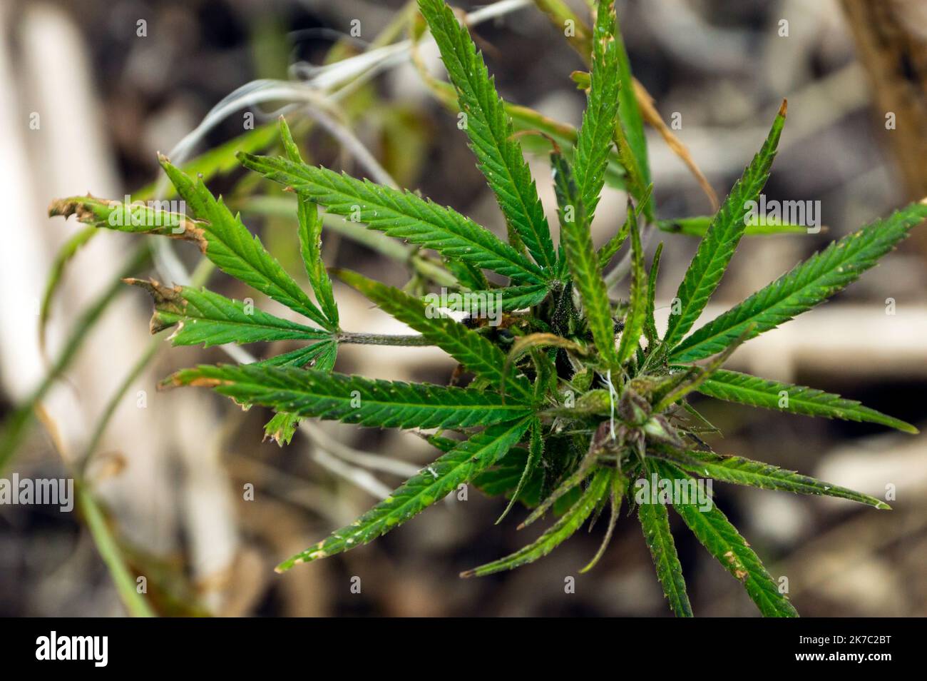 Marijuana plant bud, green small ganja plant. Stock Photo