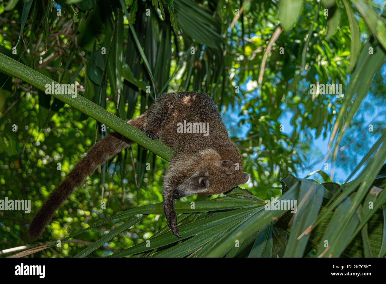 Coati in the mexican rainforest, Nasua nasua Stock Photo