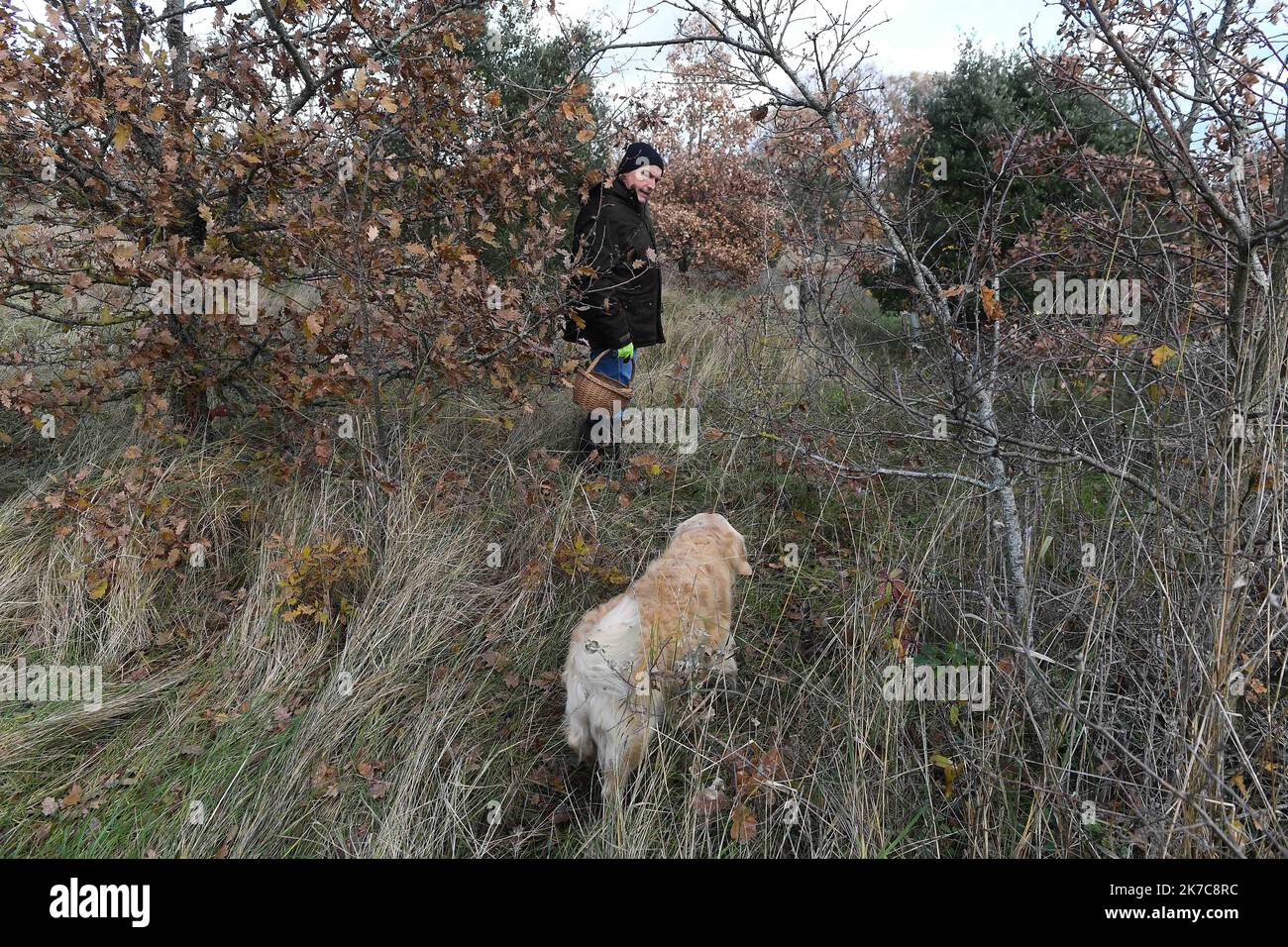 Â©PHOTOPQR/LE COURRIER DE L'OUEST/Josselin Clair ; ; 12/12/2020 ; Huismes, 12/12/2020, Herve Lefort trufficulteur a Huismes en Indre et Loire Search for truffles in Indre et Loir in central western France. A truffle farmer and his dog trained to find truffles Stock Photo