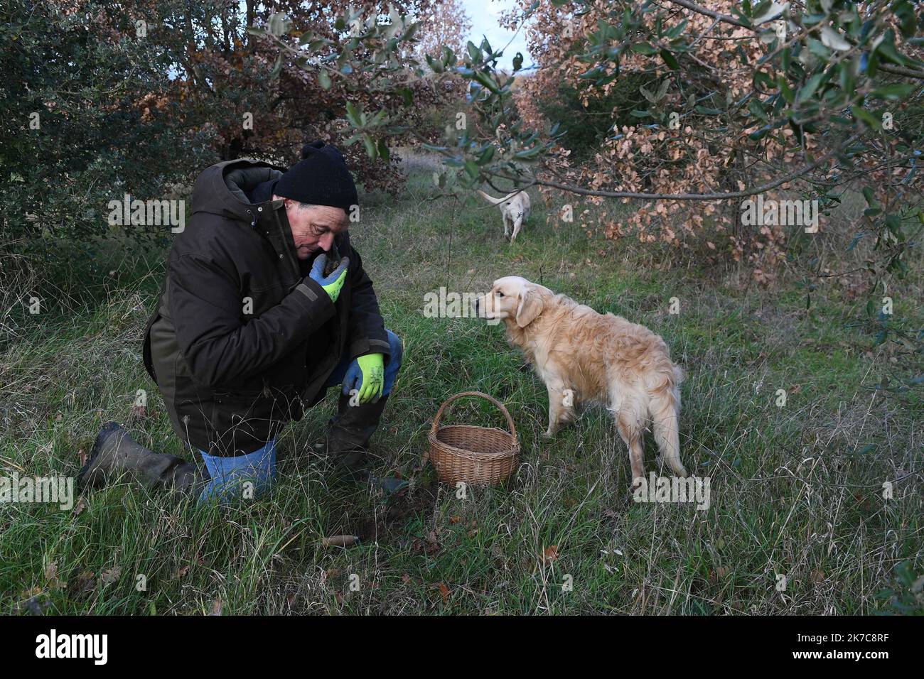 Â©PHOTOPQR/LE COURRIER DE L'OUEST/Josselin Clair ; ; 12/12/2020 ; Huismes, 12/12/2020, Herve Lefort trufficulteur a Huismes en Indre et Loire Search for truffles in Indre et Loir in central western France. A truffle farmer and his dog trained to find truffles Stock Photo