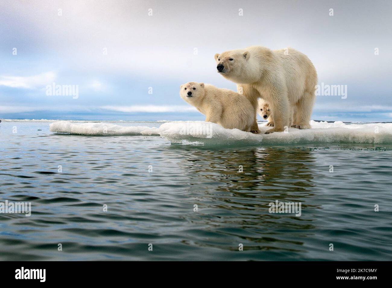 ©mediadrumworld.com / Roie Galitz/Media Drum World /Maxppp ; ?Polar Bear Family In A Melting World' by Roie Galitz. VARIOUS: THE WINNERS of the Budapest International Foto Awards 2020 have been announced. In one image titled ?Dimenticato in Italy,? gold-prize winning Brit photographer Cara Macnally captured a once grand Italian theatre that has long-since been abandoned. In another titled ?We Worship The Body,? silver-prize winning Italian photographer Giuliano Berti showcased two traditional Kushti wrestlers during a fight in northern India. The Budapest International Foto Awards support and  Stock Photo