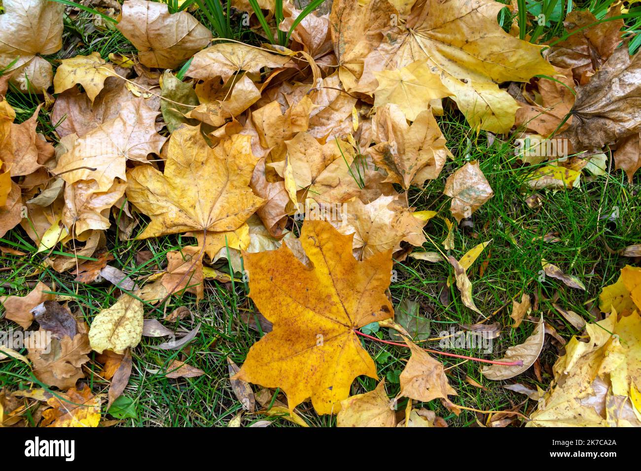 Maple leaves on ground park hi-res stock photography and images - Alamy