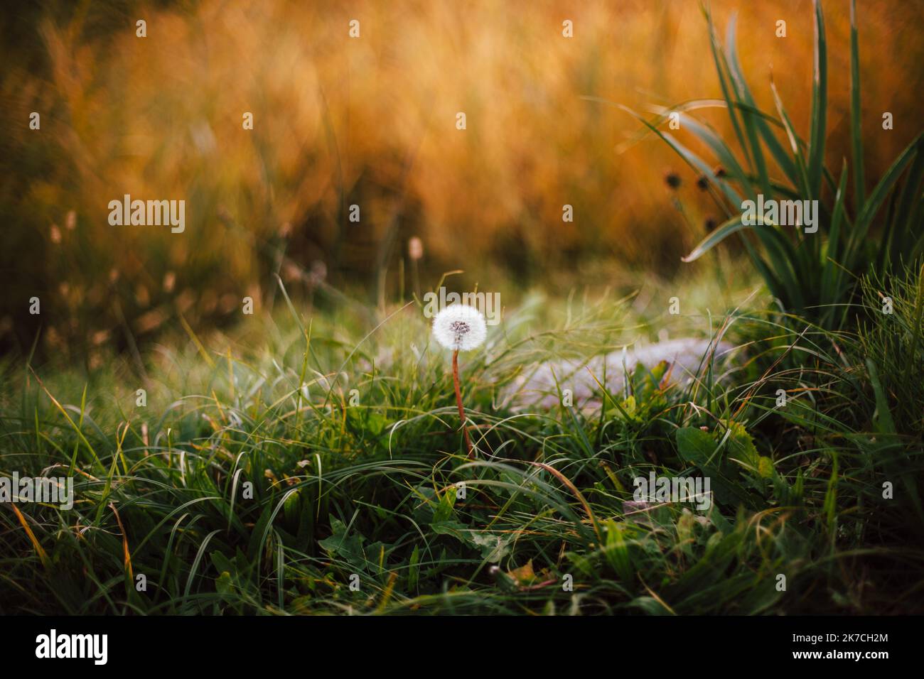 Dandelion growing on field in park during autumn Stock Photo