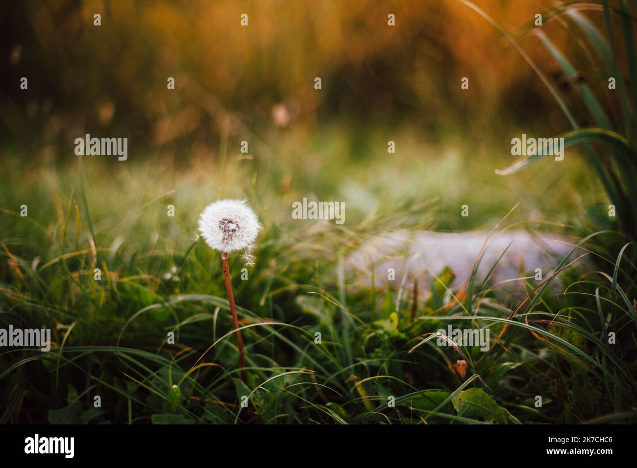 Dandelion growing on field in park during autumn Stock Photo