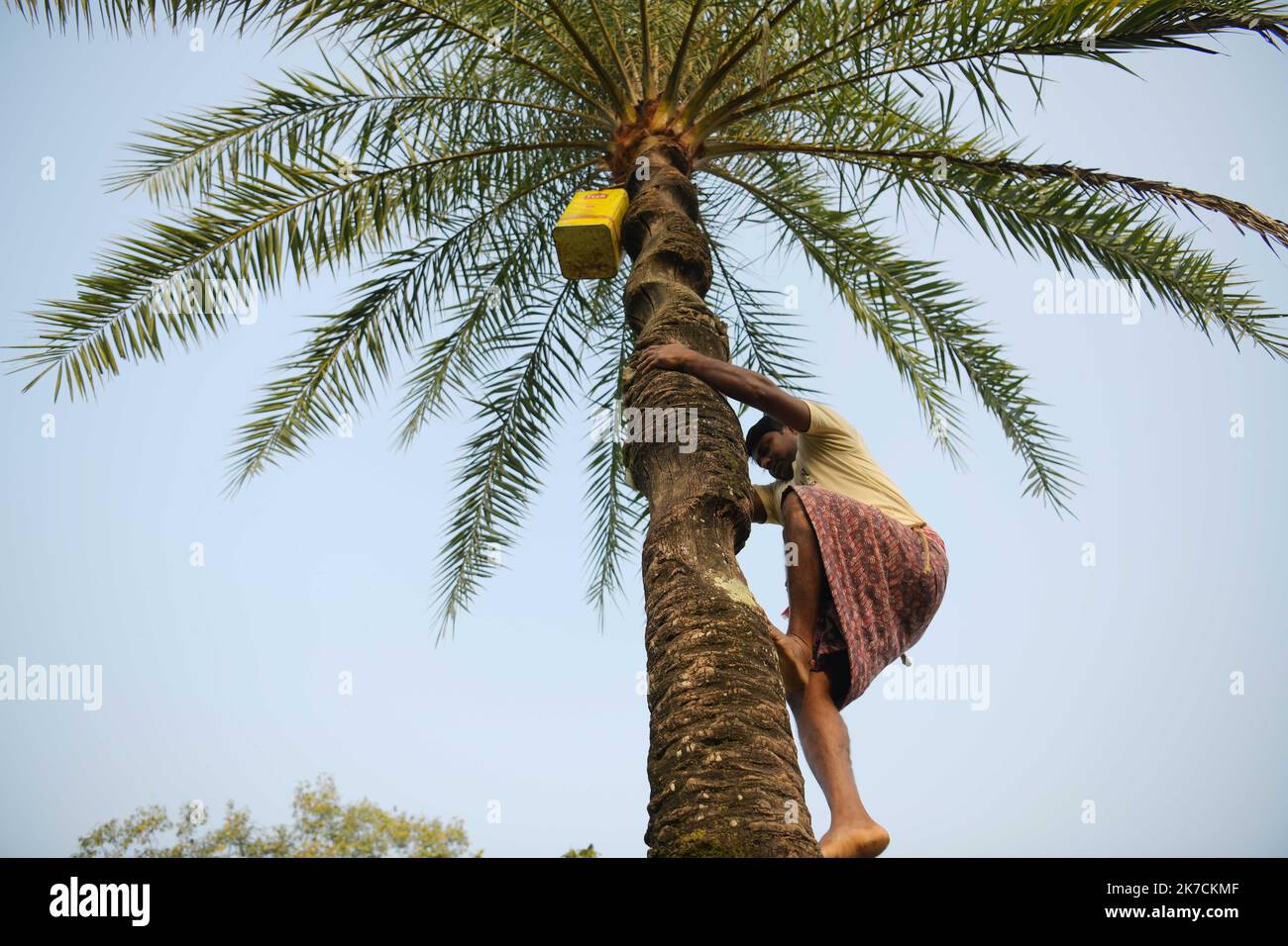 ©Abhisek Saha / Le Pictorium/MAXPPP - Abhisek Saha / Le Pictorium - 09/01/2021 - Inde / Tripura / Agartala - Un homme recueille la seve du palmier dans les villages de Mohanbhog, a 56 km d'Agartala. Ensuite la famille de collecteurs de seve de palmier fabriquent du sucre non raffine a partir de la seve de palmier dans les villages de Mohanbhog, a 56 km d'Agartala. / 09/01/2021 - India / Tripura / Agartala - A man collects the sap from the palm tree in the villages of Mohanbhog, 56 km from Agartala. Then the family of palm sap collectors make unrefined sugar from the palm sap in the villages of Stock Photo