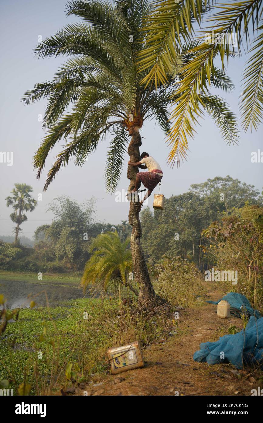 ©Abhisek Saha / Le Pictorium/MAXPPP - Abhisek Saha / Le Pictorium - 09/01/2021 - Inde / Tripura / Agartala - Un homme recueille la seve du palmier dans les villages de Mohanbhog, a 56 km d'Agartala. Ensuite la famille de collecteurs de seve de palmier fabriquent du sucre non raffine a partir de la seve de palmier dans les villages de Mohanbhog, a 56 km d'Agartala. / 09/01/2021 - India / Tripura / Agartala - A man collects the sap from the palm tree in the villages of Mohanbhog, 56 km from Agartala. Then the family of palm sap collectors make unrefined sugar from the palm sap in the villages of Stock Photo