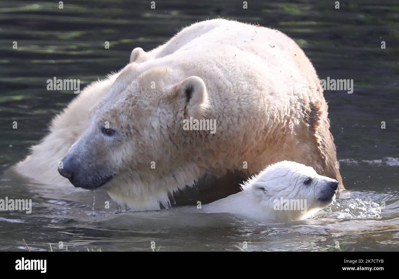 Animal premiere hi-res stock photography and images - Page 11 - Alamy