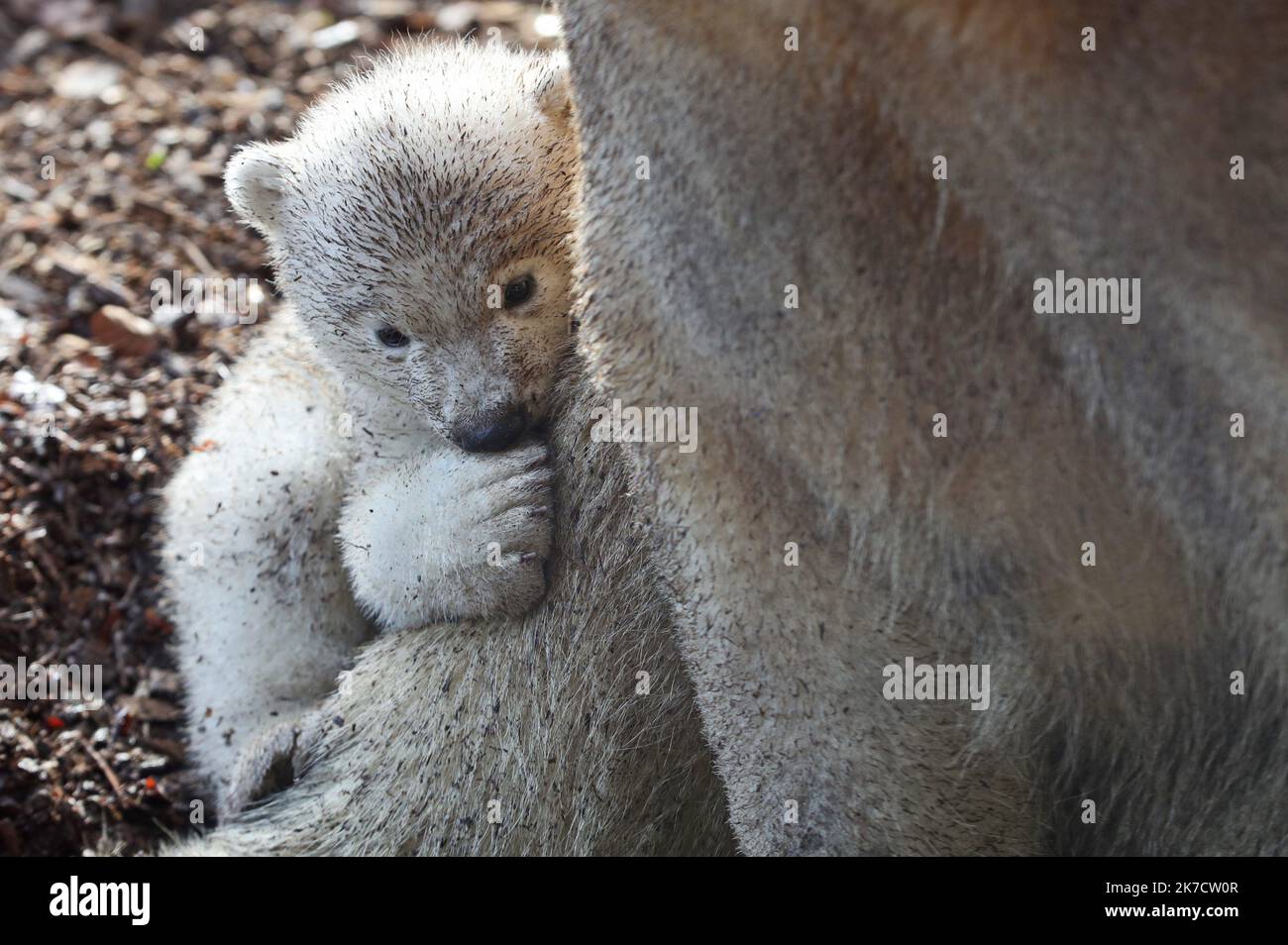 Animal premiere hi-res stock photography and images - Page 11 - Alamy