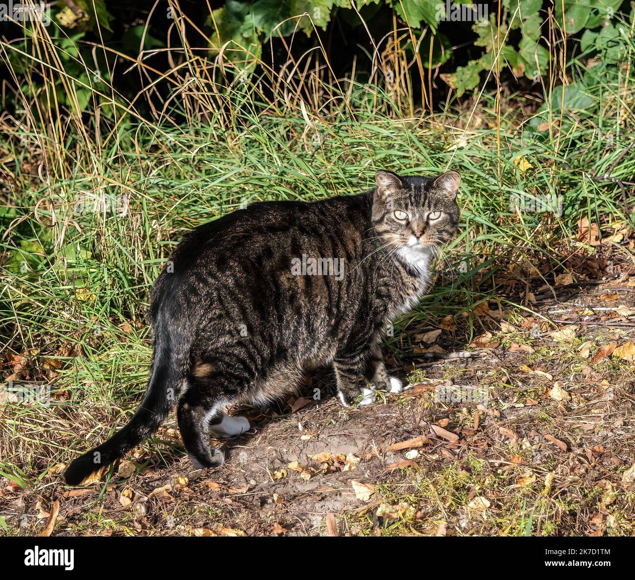 Tabby cat outside hi-res stock photography and images - Alamy